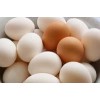 Farm Fresh Chicken Table Eggs,Farm Fresh Chicken Table Eggs