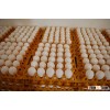 Quality chicken egg supplier 2016