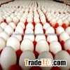 Fresh duck tables eggs / quial eggs