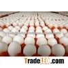 Farm Fresh White shell Egg, chicken eggs, Table egg, ready for shipmen...