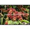 Viet Nam Arabica Green Coffee Beans Grade 1 Screen 16