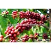 Viet Nam Robusta Green Coffee Beans Grade 1 Screen 16