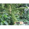 VIETNAM ROBUSTA COFFEE