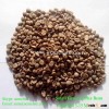 Natural and Bulk Packaging Raw Green Coffee Beans