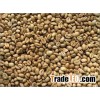 Robusta coffee beans
