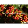 Robusta Coffee Best price, high quality, new crop