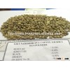 VIETNAMESE EXPORTER ROBUSTA GREEN COFFEE