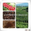 Robusta Coffee Beans new crop, good price