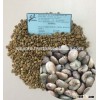 VIETNAMESE MANUFACTURER OF HIGH QUALITY ROBUSTA GREEN COFFEE BEANS