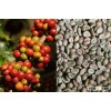 ORGANIC COFFEE BEANS / VIETNAM ROBUSTA COFFEE - HANFIMEX FACTORY