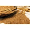 barley feed Thailand