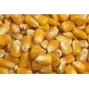 Feed Grade Yellow Corn / Yellow maize / Yellow Corn Grains