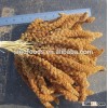 new crop yellow broom corn millet millet spray red