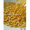 Indian Yellow Corn for Animal Feed