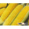 yellow, white corn