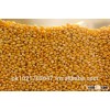 dry corn