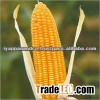 YELLOW CORN