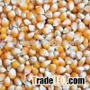 Maize for animal feed
