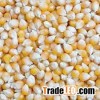 Yellow Corn