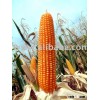 Corn for feed animal