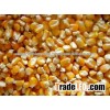 YELLOW MAIZE ANIMAL FEED bulk