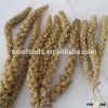 100% millets sprays broomcorn millet seeds foxtail mille