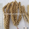 millets sprays broomcorn millet seeds broomcorn millet seeds