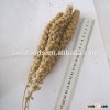 100% broomcorn millet seeds broom corn millet