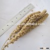 yellow millets sprays yellow harvest fish