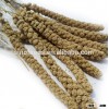 100% broomcorn millet seeds broomcorn