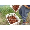 instrument for processing lobster meal with high efficiency for animal feed