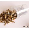 Bulk Pet food dried fish, Eco-friendly Reptiles food Cat Food