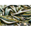 frozen sand lance fish for feed