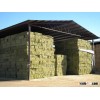 high quality alfalfa hay for sale