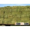 Alfalfa Hay Bales for Animal Feed Turkish Alfalfa Turkey