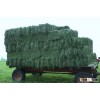 supply high quality Animal feed alfalfa