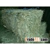 Grade A Alfalfa Hay , Buckwheat for sale