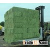Quality Alfalfa Hay for sale at very Cheap Price