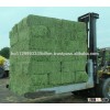 Quality Dry Alfalfa Hay