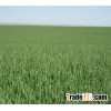 Alfalfa, Timothy, Bermuda Hay For Sale