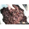 Compost worms (Red California worms)