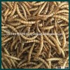 Wholesale dried mealworms for poultry