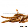 Excellent Treats Dried mealworms for Animal