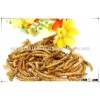 Excellent Treats Dried mealworms for Chickens