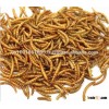 Dried mealworms wholesale chicken feed