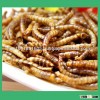 Wholesale yellow mealworm for fish food