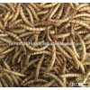 Pet food wholesale dried mealworms