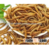Dried Mealworms Pet Supply