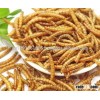 Feed Grade Dried Mealworms - Bulks