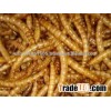 Dried Mealworms